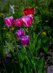 Bright tulips illuminated by the sun, blooming in the garden.