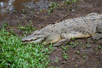A crocodile laying on the ground next to some grass
