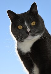 Curious Gray Cat with Vibrant yellow Eyes enjoying natural Outdoors