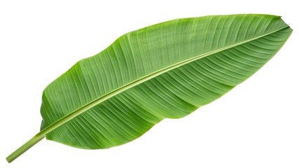 green leaf isolated on white background