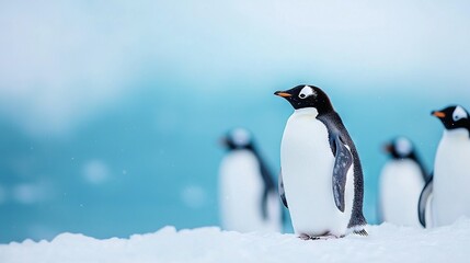 Naklejka premium A group of penguins huddled together on a snow-covered ground beneath a bright blue sky