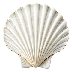 Elegant white jacobean scallop shell, macro shot, isolated on white background