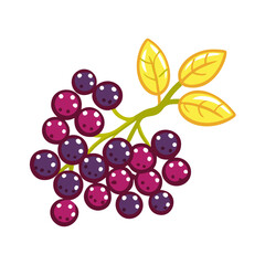 berries on a white background