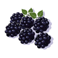 blackberry on white background