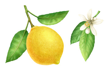 Beautiful juicy lemon with blossom on white background. Watercolor illustration