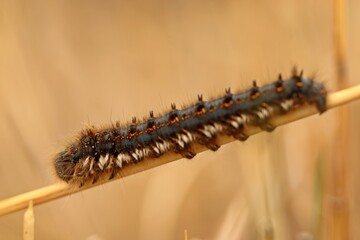 Trinkerin, Raupe der Grasglucke (Euthrix potatoria).