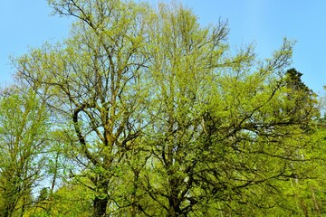 Broadleaf, deciduous trees in green foliage in spring