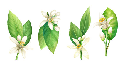 Delicate pastel spring citrus flowers Lemon lime orange grapefruit blossoms on white background