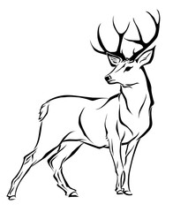 Black and White Deer