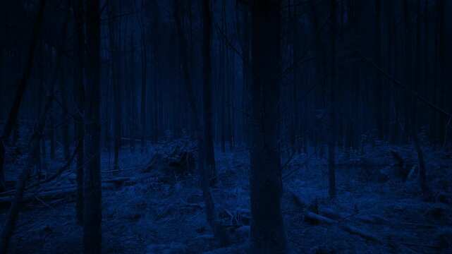Dark Woodland Moving POV Shot
