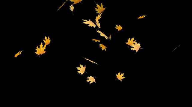 Falling autumn maple leaves realistic .Element footage on black background 4K video