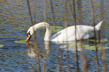 swan swimming on the river in the setting spring sun, Dolina Cybiny protected area, Poznań