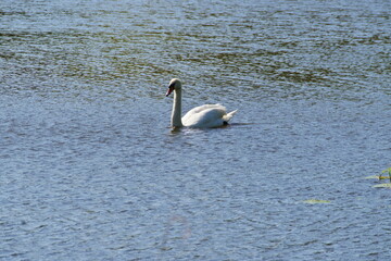 swan swimming on the river in the setting spring sun, Dolina Cybiny protected area, Poznań