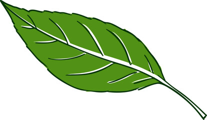 Green leaf illustration with detailed veins, simple artistic drawing. Vector illustration