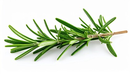 Rosemary sprig isolated on white, generative AI image