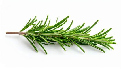 Fototapeta premium Rosemary sprig isolated on white, generative AI image