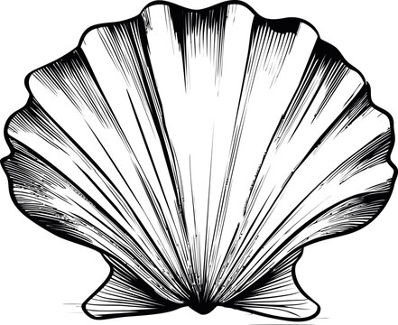 Detailed black and white illustration of a scallop shell sketch. Vector illustration