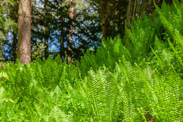 Vibrant green ferns illuminated by sunlight in a serene forest, showcasing lush natural textures and the peaceful beauty of woodland ecosystems.