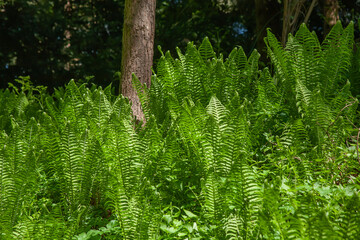 Vibrant green ferns illuminated by sunlight in a serene forest, showcasing lush natural textures and the peaceful beauty of woodland ecosystems.