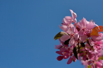 Close-up of pink spring blossoms against a clear blue sky, capturing the vibrant colors and...
