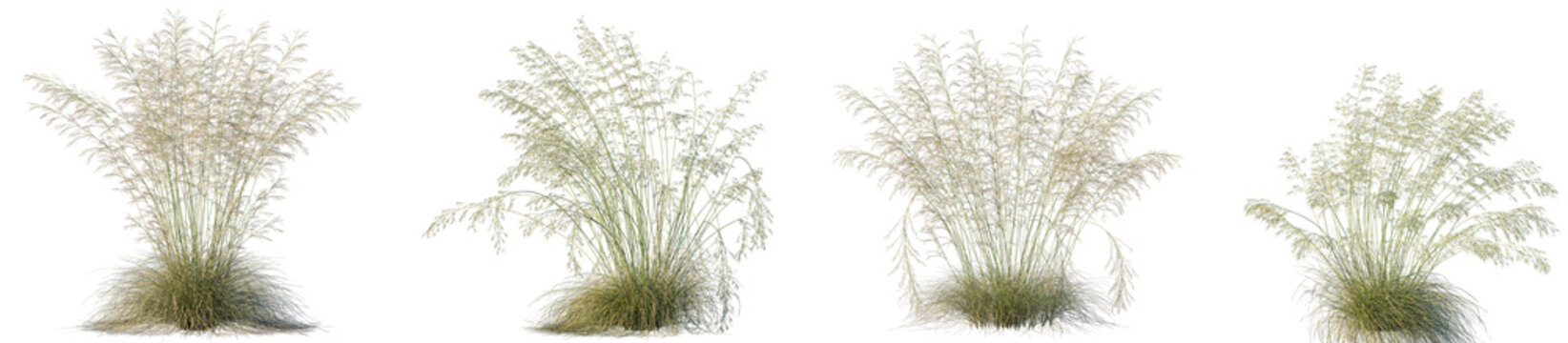 Set of Deschampsia cespitosa and Celtica gigantea isolated frontal png on a transparent background perfectly cutout