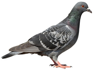 Naklejka premium Gray pigeon standing profile