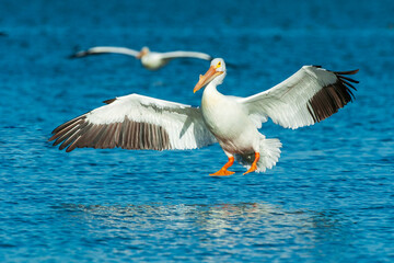 White Pelicans Landing on Calm Lake