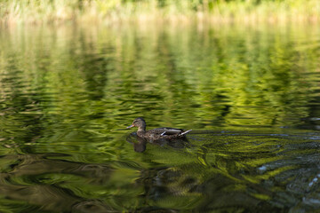 A duck swims on the water. Nature. Park.