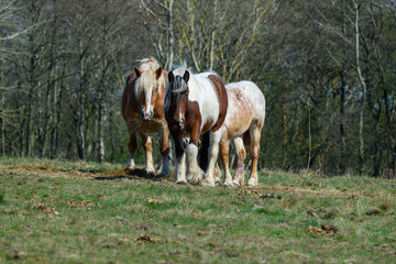 Three horses stand together in a grassy field, enjoying a sunny day. The lush green landscape and trees provide a peaceful backdrop for these animals during spring