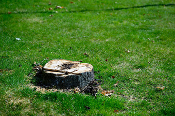 A freshly cut tree stump rests on lush green grass, surrounded by scattered leaves. The sunlight highlights the tree's rings, showing its age and history