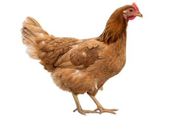 Fototapeta premium Isolated brown hen poultry