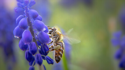 Bee in sunlight on a purple flower, close-up, selective focus