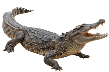 Naklejka premium Crocodile with open mouth