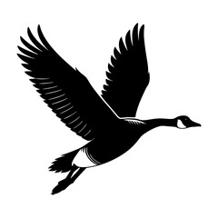 canada goose isolated on white