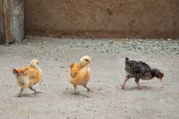 Faverolles chicken small livestock in african village in Botswana, running in the yard