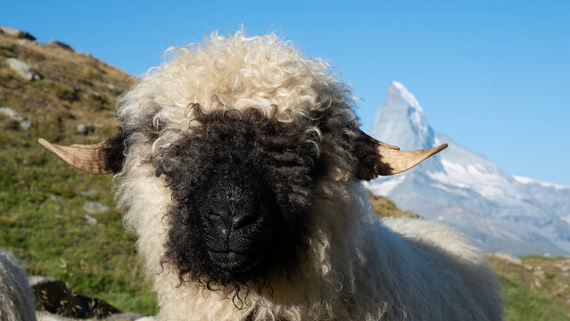 Valais Blacknose Sheep with Matterhorn in the background