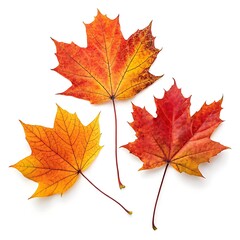 Obraz premium Three Colorful Maple Leaves Displaying Autumn Foliage Isolated On White Background