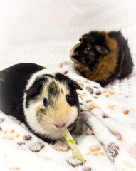 Two guinea pigs happy relaxing