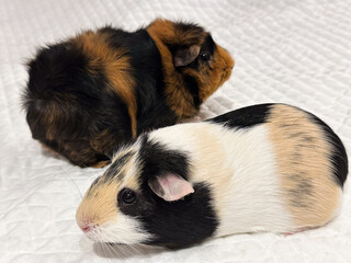 Two guinea pigs looking opposite direction