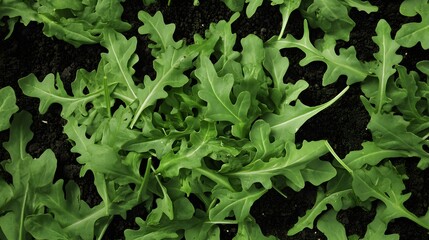Fototapeta premium Vibrant Green Arugula Leaves in Rich Soil Background