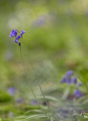 English spring Bluebells in St Vincents Wood, Freeland, Oxfordshire