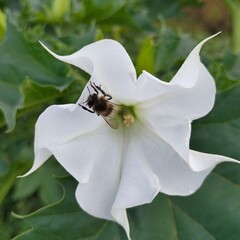 bee on a flower