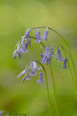 English spring Bluebells in St Vincents Wood, Freeland, Oxfordshire