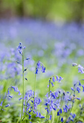 English spring Bluebells in St Vincents Wood, Freeland, Oxfordshire