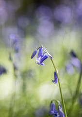 English spring Bluebells in St Vincents Wood, Freeland, Oxfordshire
