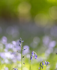 English spring Bluebells in St Vincents Wood, Freeland, Oxfordshire