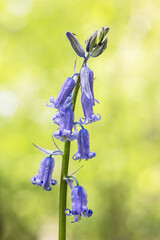 English spring Bluebells in St Vincents Wood, Freeland, Oxfordshire