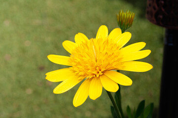 Osteospermum ecklonis. A beautiful yellow daisy like flower against a green background 