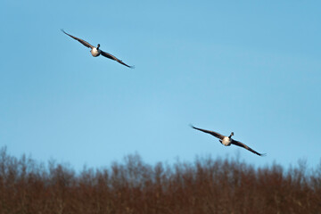 Two Canandian Geese on the Wing 