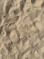 Sandy shore